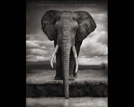 обложка книги Nick Brandt: A Shadow Falls книга Nick Brandt: A Shadow Falls, автор: Nick Brandt